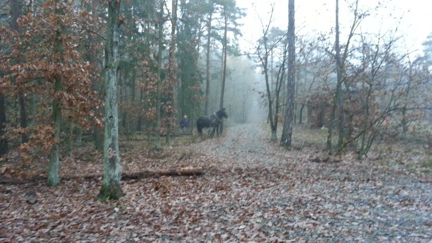 Rozcestí s koněm, který tu ovšem nemusí být vždy